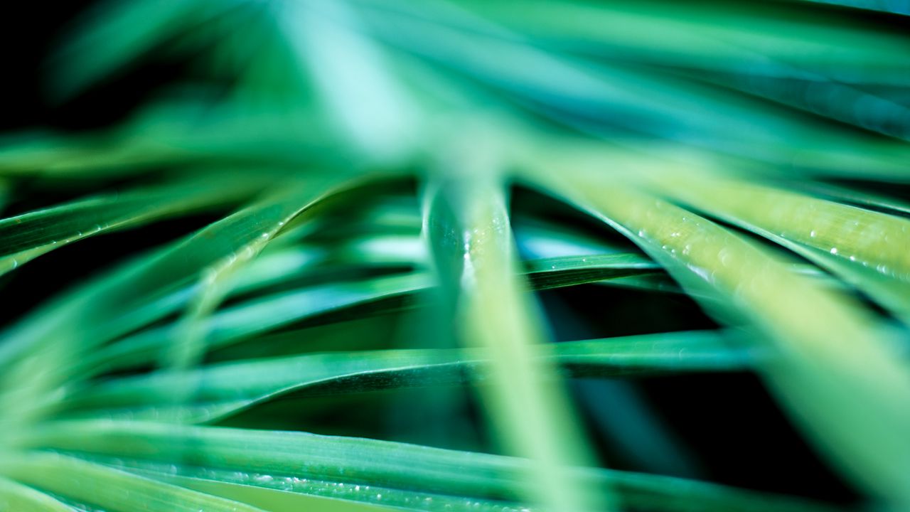 Wallpaper leaves, palm, blur, macro, green