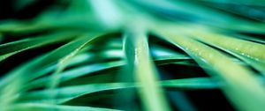 Preview wallpaper leaves, palm, blur, macro, green