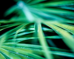 Preview wallpaper leaves, palm, blur, macro, green