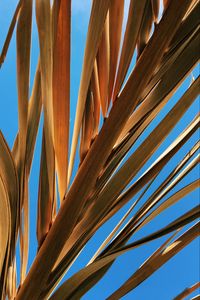 Preview wallpaper leaves, palm, branch, dry, sky