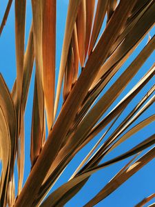 Preview wallpaper leaves, palm, branch, dry, sky