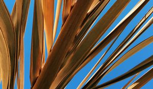 Preview wallpaper leaves, palm, branch, dry, sky
