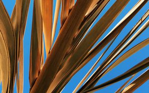 Preview wallpaper leaves, palm, branch, dry, sky