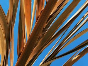 Preview wallpaper leaves, palm, branch, dry, sky