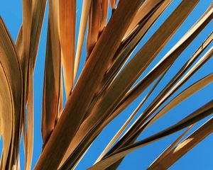 Preview wallpaper leaves, palm, branch, dry, sky