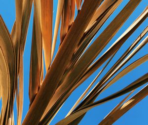Preview wallpaper leaves, palm, branch, dry, sky