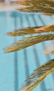 Preview wallpaper leaves, palm, branch, dry
