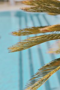Preview wallpaper leaves, palm, branch, dry