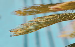 Preview wallpaper leaves, palm, branch, dry