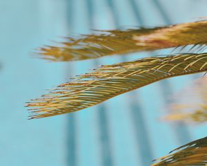 Preview wallpaper leaves, palm, branch, dry