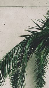 Preview wallpaper leaves, palm, branches, wall