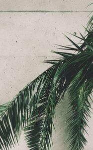 Preview wallpaper leaves, palm, branches, wall