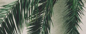 Preview wallpaper leaves, palm, branches, wall