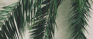 Preview wallpaper leaves, palm, branches, wall