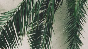 Preview wallpaper leaves, palm, branches, wall