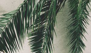 Preview wallpaper leaves, palm, branches, wall