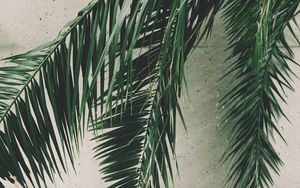 Preview wallpaper leaves, palm, branches, wall