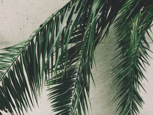 Preview wallpaper leaves, palm, branches, wall