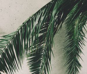 Preview wallpaper leaves, palm, branches, wall