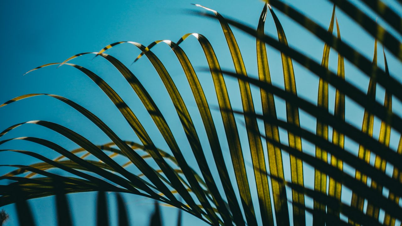 Wallpaper leaves, palm, branches, sky hd, picture, image