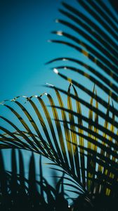 Preview wallpaper leaves, palm, branches, sky