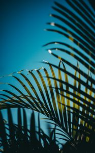 Preview wallpaper leaves, palm, branches, sky