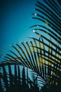 Preview wallpaper leaves, palm, branches, sky