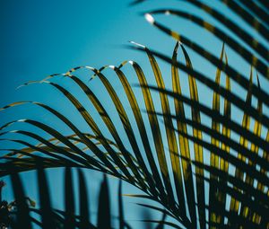 Preview wallpaper leaves, palm, branches, sky