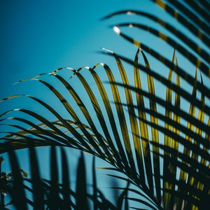 Preview wallpaper leaves, palm, branches, sky