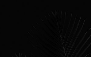 Preview wallpaper leaves, palm, bw, branches, black