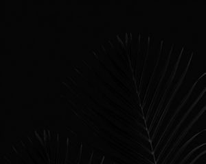 Preview wallpaper leaves, palm, bw, branches, black