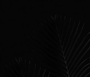 Preview wallpaper leaves, palm, bw, branches, black