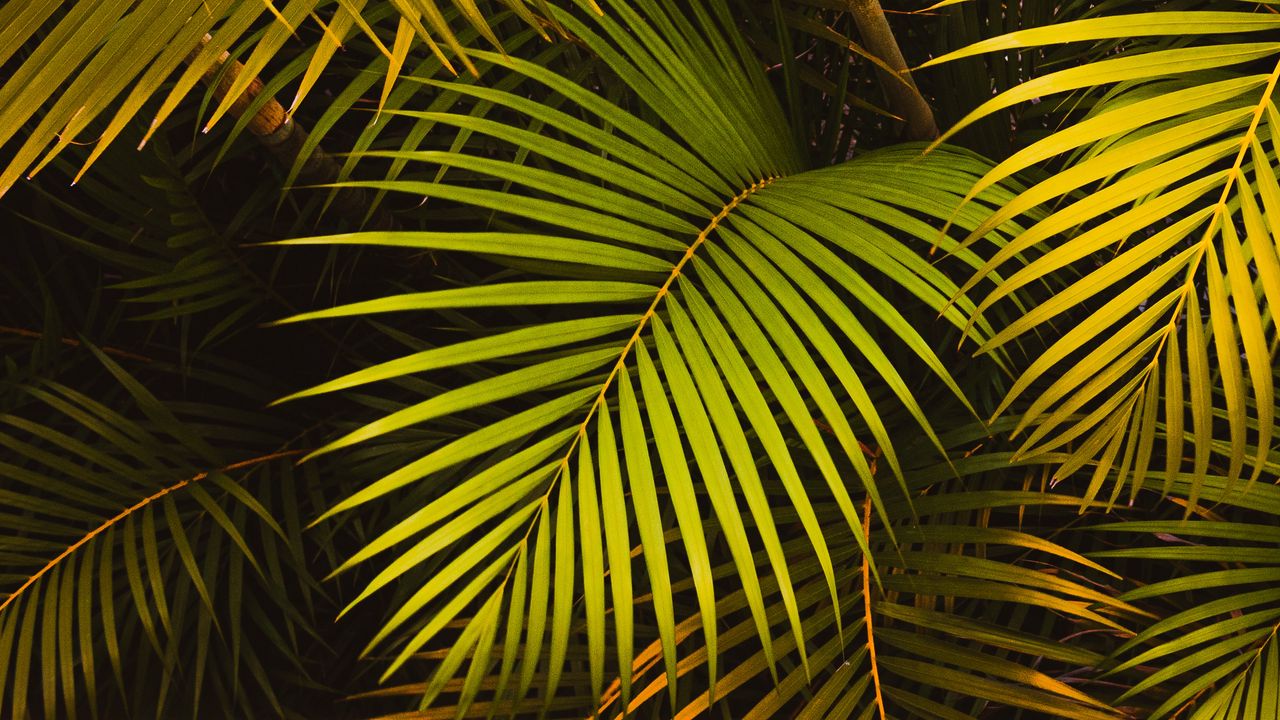 Wallpaper leaves, palm, green