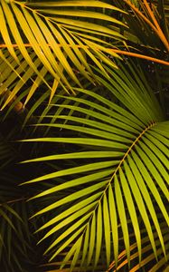 Preview wallpaper leaves, palm, green