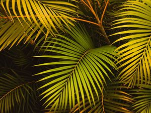 Preview wallpaper leaves, palm, green