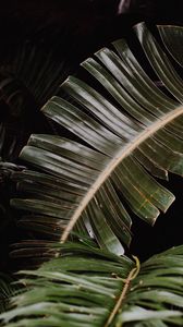 Preview wallpaper leaves, palm, plant, macro