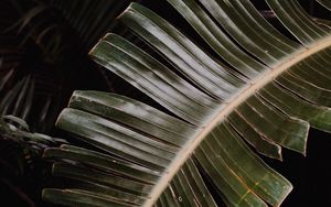 Preview wallpaper leaves, palm, plant, macro