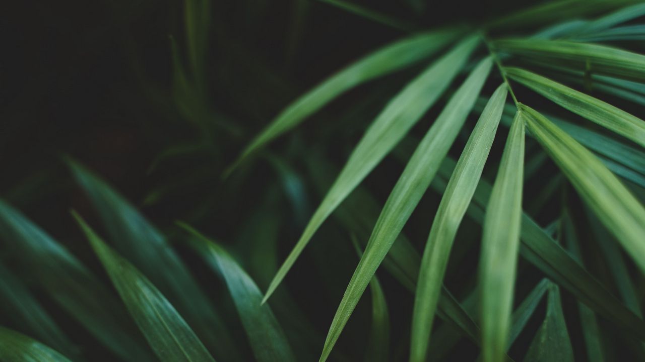 Wallpaper leaves, palm, plant, green, macro hd, picture, image