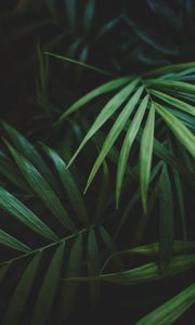 Preview wallpaper leaves, palm, plant, green, macro
