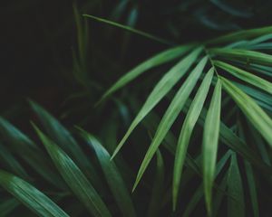 Preview wallpaper leaves, palm, plant, green, macro