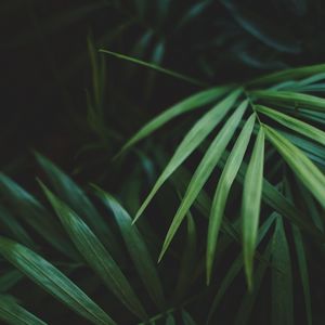 Preview wallpaper leaves, palm, plant, green, macro
