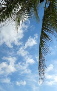 Preview wallpaper leaves, palm tree, branches, sky, clouds