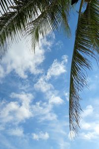 Preview wallpaper leaves, palm tree, branches, sky, clouds