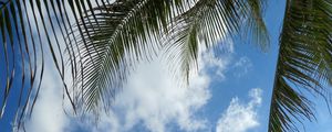 Preview wallpaper leaves, palm tree, branches, sky, clouds