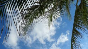 Preview wallpaper leaves, palm tree, branches, sky, clouds