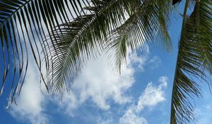 Preview wallpaper leaves, palm tree, branches, sky, clouds