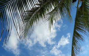 Preview wallpaper leaves, palm tree, branches, sky, clouds