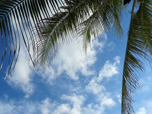 Preview wallpaper leaves, palm tree, branches, sky, clouds