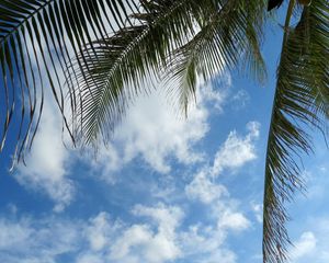 Preview wallpaper leaves, palm tree, branches, sky, clouds