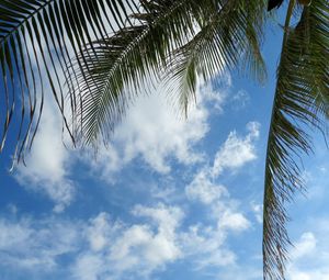 Preview wallpaper leaves, palm tree, branches, sky, clouds